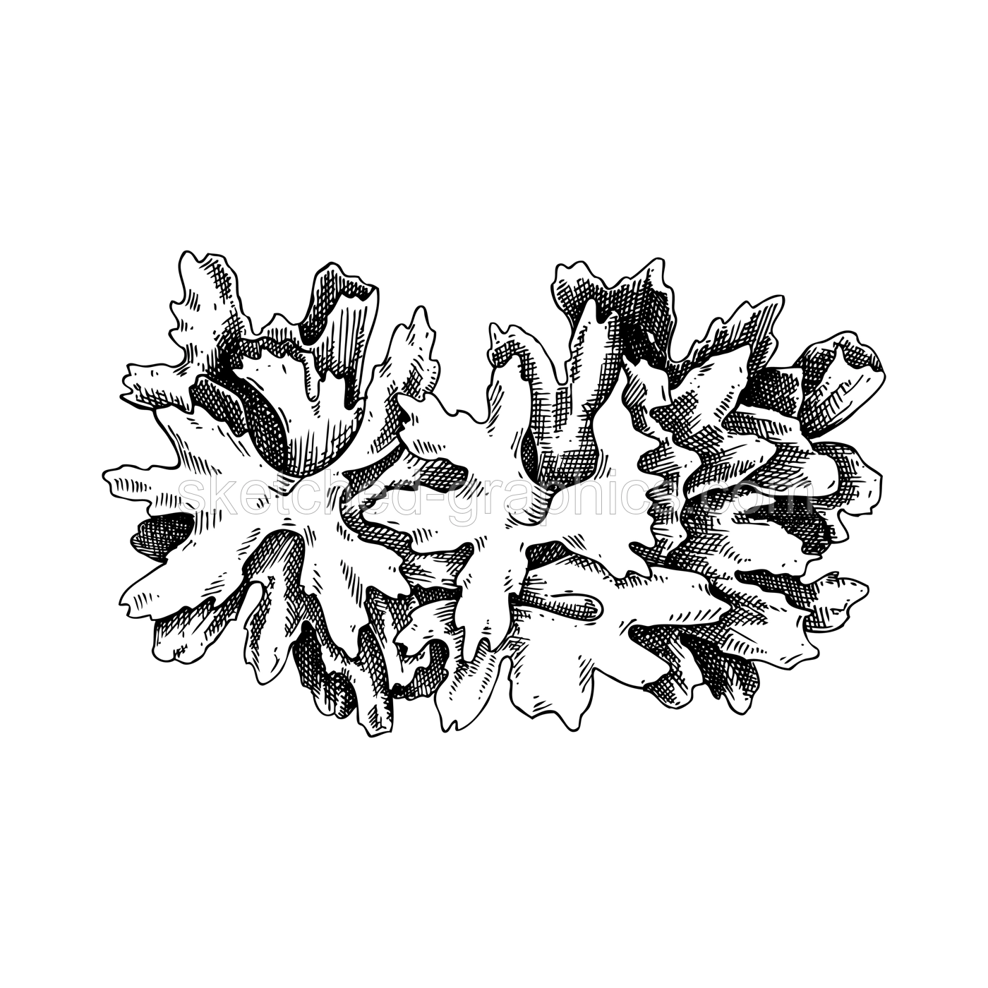Snow fungus sketch. Edible fungus illustration. Fungal protein, mycoprotein source. Tremella mushroom drawing isolated on white. Healthy food, plant-based meat substitutes design element Illustration